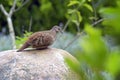 Southern lapwing or Turtledove the smallest Brazilian wild dove