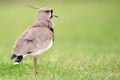 Southern Lapwing (Vanellus chilensis). Royalty Free Stock Photo