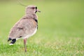 Southern Lapwing (Vanellus chilensis).