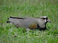 Southern Lapwing