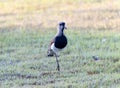 Southern Lapwing (Vanellus chilensis) in Brazil Royalty Free Stock Photo