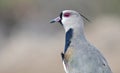 Southern Lapwing Vanellus chilensis