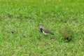 Southern lapwing (Vanellus chilensis), commonly called quero-quero. Wildlife and birdwatching in Costa Rica Royalty Free Stock Photo