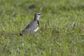 Southern Lapwing (Vanellus chilensis) on a grass field Royalty Free Stock Photo