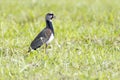 Southern Lapwing (Vanellus chilensis) on a grass field Royalty Free Stock Photo