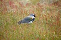 Southern lapwing Vanellus chilensis at Laguna Nimez, a wildlife reserve at El Calafate in Patagonia, Argentina Royalty Free Stock Photo