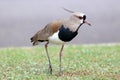 Southern Lapwing (Vanellus chilensis) perched on the ground over grass. bird in the Charadriidae family Royalty Free Stock Photo