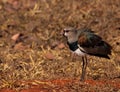 Southern lapwing Vanellus chilensis  ruffling the colored feathers. Royalty Free Stock Photo