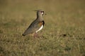 Southern lapwing, Vanellus chilensis