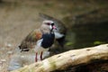 The southern lapwing Vanellus chilensis standing near a wooden log. Portrait of a South American Lapwing. Water bird with tuft, Royalty Free Stock Photo