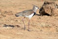 Southern Lapwing Vanellus chilensis walking on the sand Royalty Free Stock Photo