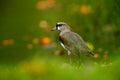 Southern Lapwing, Vanellus chilensis, water exotic bird during sunrise, in the nature habitat, Pantanal, Brazil. Animal in the