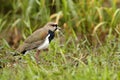 Southern Lapwing, Vanellus chilensis, water exotic bird during sunrise, Pantanal, Brazil. Bird in the long green grass Royalty Free Stock Photo