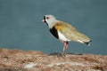 Southern Lapwing or Common tero Royalty Free Stock Photo