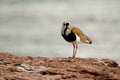 Southern Lapwing or Common tero Royalty Free Stock Photo