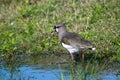 Southern lapwing on the water Royalty Free Stock Photo