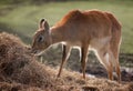 Southern Lechwe Antelope