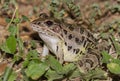 Southern Leopard Frog close up Royalty Free Stock Photo