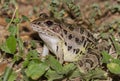 Southern Leopard Frog in the grass Royalty Free Stock Photo