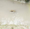 A Southern Leopard Frog half submerged in a pool of water