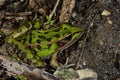 Southern leopard frog Royalty Free Stock Photo