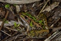 Southern leopard frog Royalty Free Stock Photo