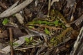 Southern leopard frog Royalty Free Stock Photo