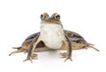 Southern leopard frog - Lithobates sphenocephalus or Rana sphenocephala - isolated on white background front profile view up high Royalty Free Stock Photo