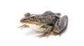 Southern leopard frog - Lithobates sphenocephalus or Rana sphenocephala - isolated on white background side front profile view Royalty Free Stock Photo