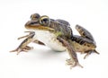 Southern leopard frog - Lithobates sphenocephalus or Rana sphenocephala - isolated on white background side front profile view up Royalty Free Stock Photo