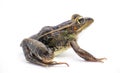 Southern leopard frog - Lithobates sphenocephalus or Rana sphenocephala - isolated on white background side profile view Royalty Free Stock Photo