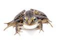 Southern leopard frog - Lithobates sphenocephalus or Rana sphenocephala - isolated on white background top front face view Royalty Free Stock Photo