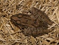 Southern Leopard Frog (Lithobates sphenocephalus) sitting on dead grass, dorsal view in Houston, TX USA. Royalty Free Stock Photo