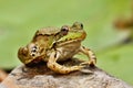 Southern leopard frog Lithobates sphenocephalus