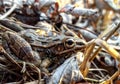 Southern Leopard Frog Royalty Free Stock Photo