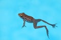 Southern leopard frog Rana sphenocephala floats in a pool Royalty Free Stock Photo