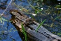 Southern leopard frog on small log Royalty Free Stock Photo