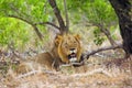 The Southern lion Panthera leo melanochaita also as the East-Southern African lion or Eastern-Southern African lion or Panthera Royalty Free Stock Photo