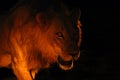 The Southern lion Panthera leo melanochaita also as the East-Southern African lion or Eastern-Southern African lion or Panthera Royalty Free Stock Photo