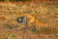 Southern Lion Panthera leo melanochaita also as an Eastern-Southern African Lion. Mating Pair Lying In The Grass In An Open Royalty Free Stock Photo