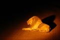 Southern Lion Panthera leo melanochaita or Eastern-Southern African Lion or leo kruegeri. Legendary male from South Luangwa Royalty Free Stock Photo