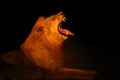 Southern Lion Panthera leo melanochaita or Eastern-Southern African Lion or Panthera leo kruegeri.Big male hidden in the Royalty Free Stock Photo