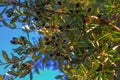 The southern live oak Royalty Free Stock Photo