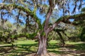 Southern Live Oak Tree