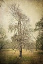 Southern Live Oak Tree with Spanish Moss Royalty Free Stock Photo