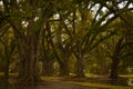 Southern live oak trees in Uptown New Orleans