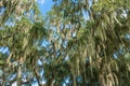 Southern live oak trees Quercus virginiana covered in Spanish moss Tillandsia usneoides - Clermont, Florida, USA Royalty Free Stock Photo