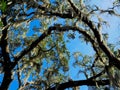 Southern Live Oak Trees with Spanish Moss