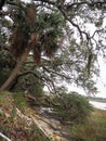 Southern Live Oak Trees with Spanish Moss Royalty Free Stock Photo