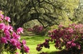 Southern Live Oak Trees in spring shade colorful azalea plants.